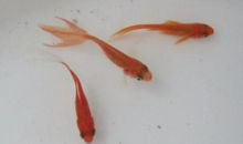 我喜欢的小动物——金鱼_650字