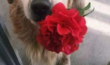 我的动物朋友小狗