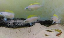 [PK赛]关于动物的作文：我最喜欢的小动物_550字