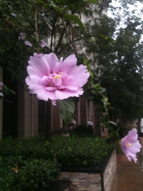 芙蓉在雨中