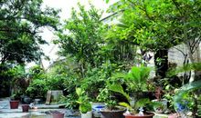 我的乐园自己家的院子