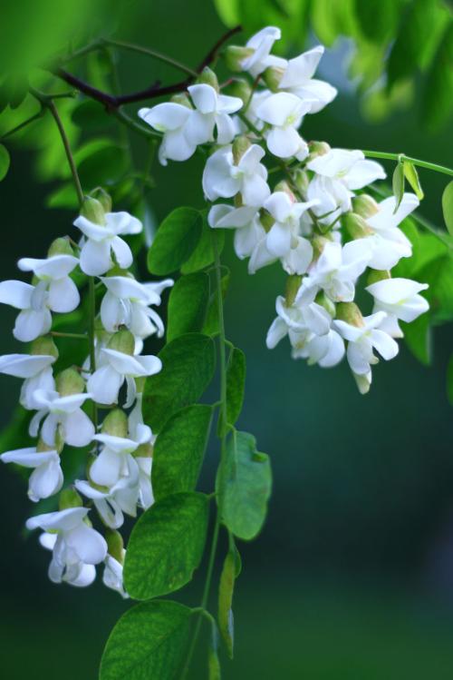槐花