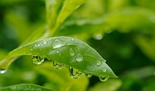 写景作文：灯光上的树叶_1200字