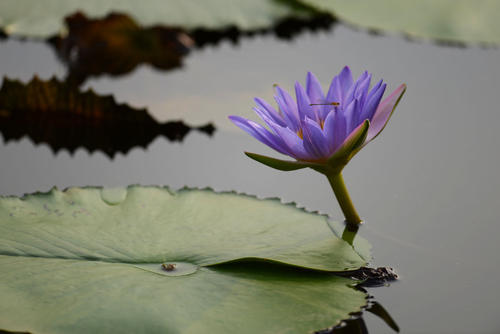 奖励Lotus_500个单词