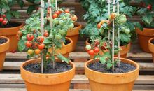 小番茄种子观察日记