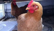 童年一件有趣的事一公鸡下蛋