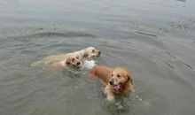 一次真正的游泳_650字