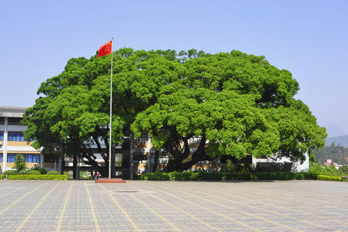 校园里的大榕树