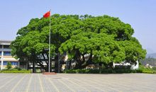 校园里的大榕树