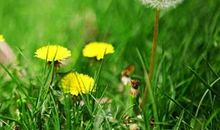 我喜欢野菊花(四年级)_600字