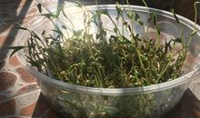 种豆苗观察日记