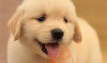 狗狗日记（3）_900字