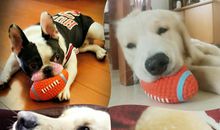 狗狗日记(4)_900字