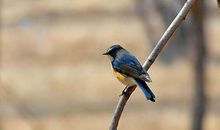 对，那是只鸟_500字