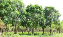 第一棵枯萎的桃花心木苗_450字