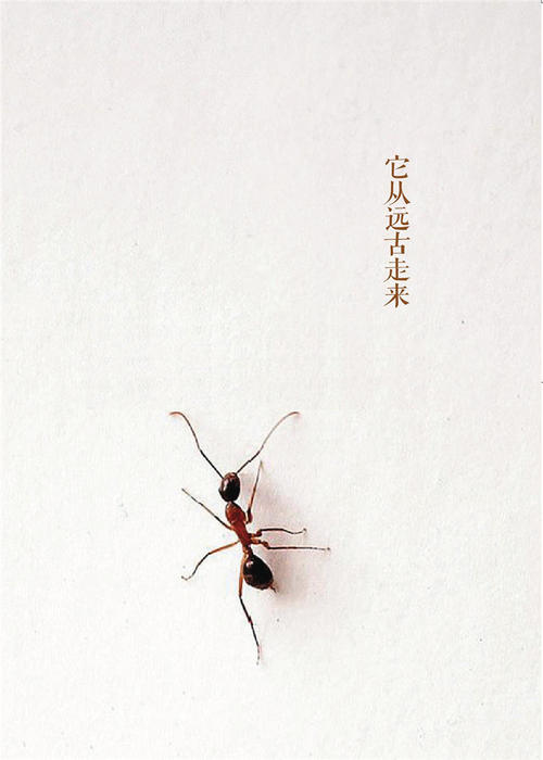 我是蚂蚁