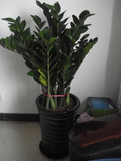 [春天来了] me起脚尖，用me_100字跳舞春天的华尔兹