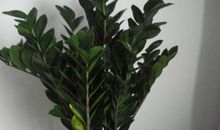 [春天来了]踮起脚尖，和我一并跳起春的华尔兹_100字