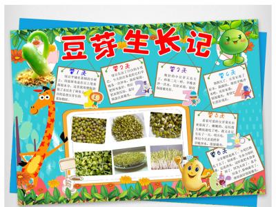 豆芽的生长