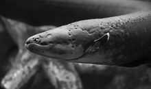 我是一条电鳗_550字