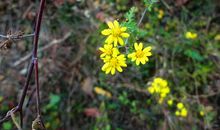 写景作文：秋深野菊黄_1200字