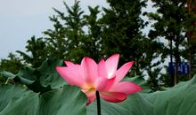 美丽的荷塘_450字