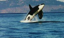 蓝鲸的自述_350字