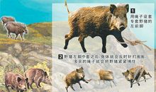 野猪、马与猎人