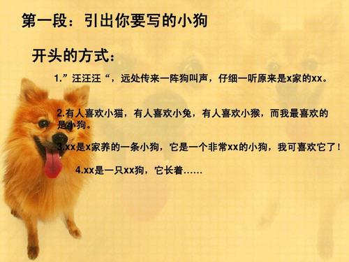 我的小动物_700字