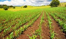 想象你走进了森林