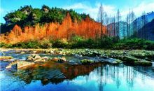 美丽的森林公园_350字