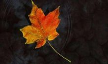 坚持一种信念就等于自戴枷锁