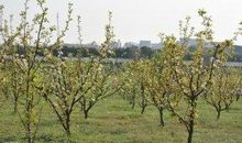 家乡的梨树_300字