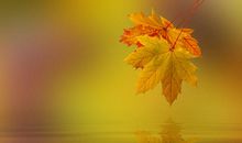 描写落叶的排比句