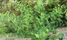 黄花之后是新绿_500字