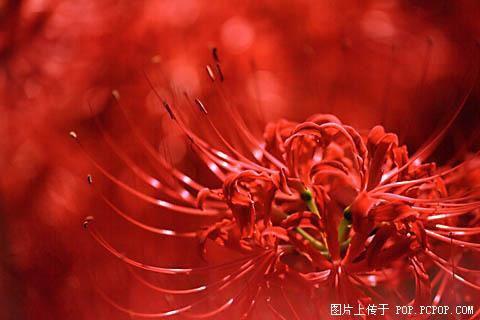 花落，人ha_250字