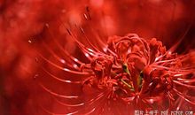 花落，人憔悴_250字