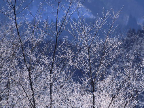 关于雪景的构图：白雪落_1200个单词