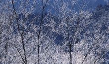 关于雪景的作文：白雪飘零_1200字