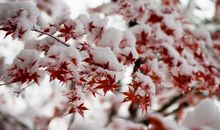 关于雪景的作文：雪撒一地，梅香一片_700字