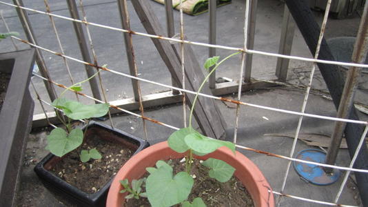 牵牛花生长观察日记