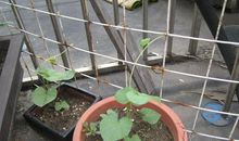 牵牛花成长观察日记