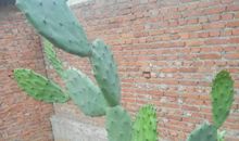 我不是仙人掌_800字