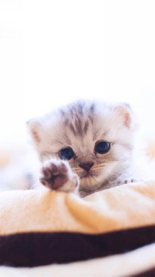 可爱的小猫