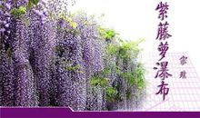 紫藤萝瀑布读后感