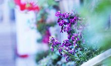 缺憾是一种美_750字