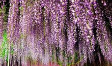 读《紫藤萝瀑布》有感