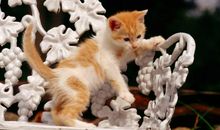 动物的反击_500字