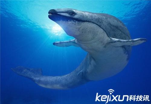 Whale_550字