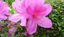 春天的心情_1200字